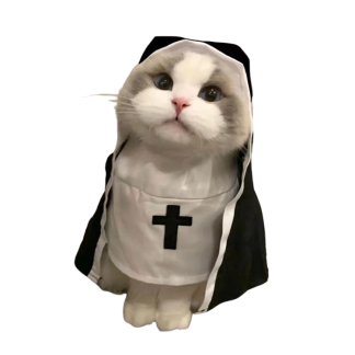 Funny Cat