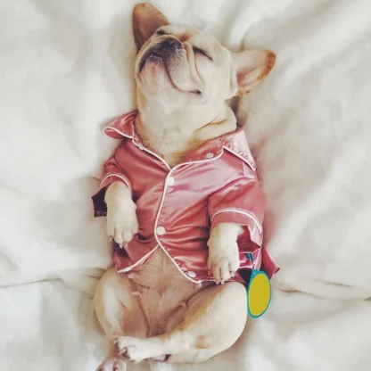 Shiny Luxury Pajama for Small Pets - Image 7