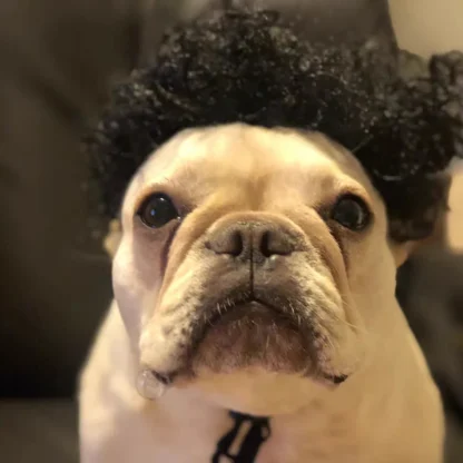 Hilarous Pet Wigs for Cosplay - Image 3