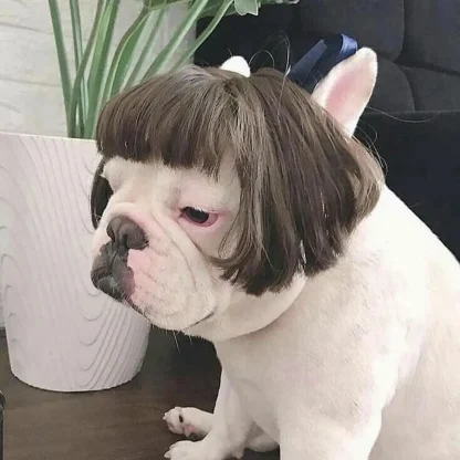 Hilarious Pet Wig with Bangs