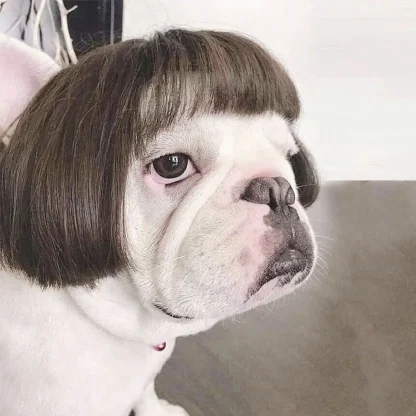 Hilarious Pet Wig with Bangs - Image 2